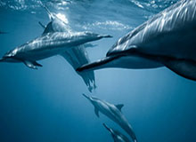 特拉布宗体育创意视频：奥纳纳加盟后将手机壁纸换成新东家